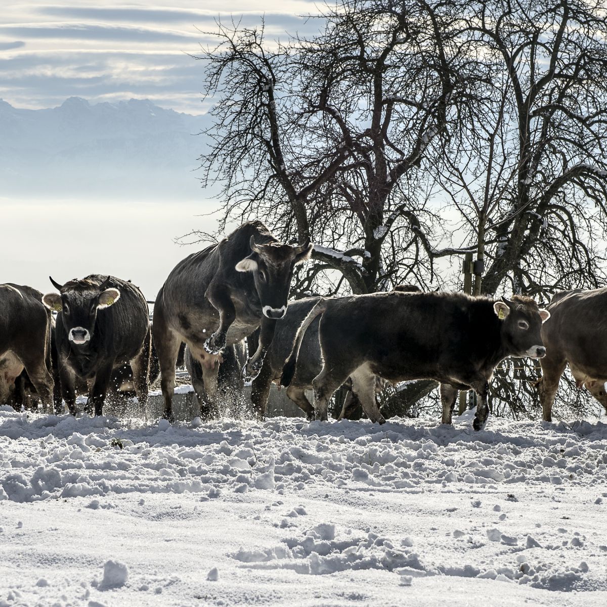 Rätisches Grauvieh im Schnee