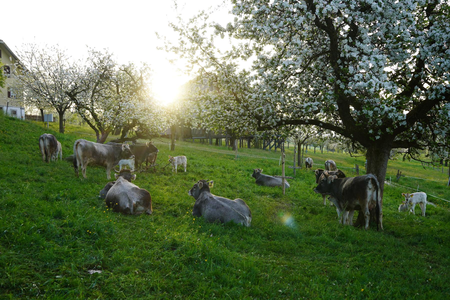 Frühlingserwachen-Archehof-RätischesGrauvieh