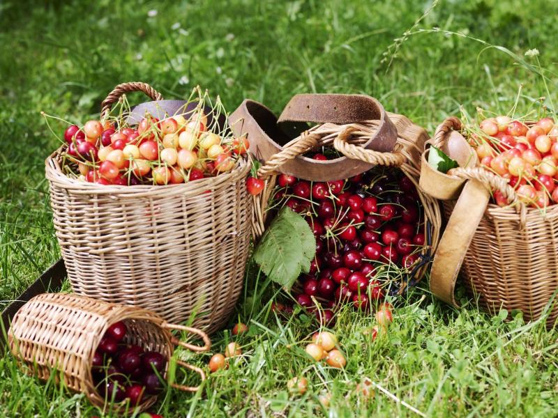 Sortenvielfalt-Kirschen.jpg
