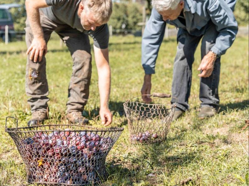 Zwetschgen auflesen.jpg